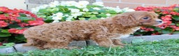Cavapoo dogs for sale: Parker - Ad 10