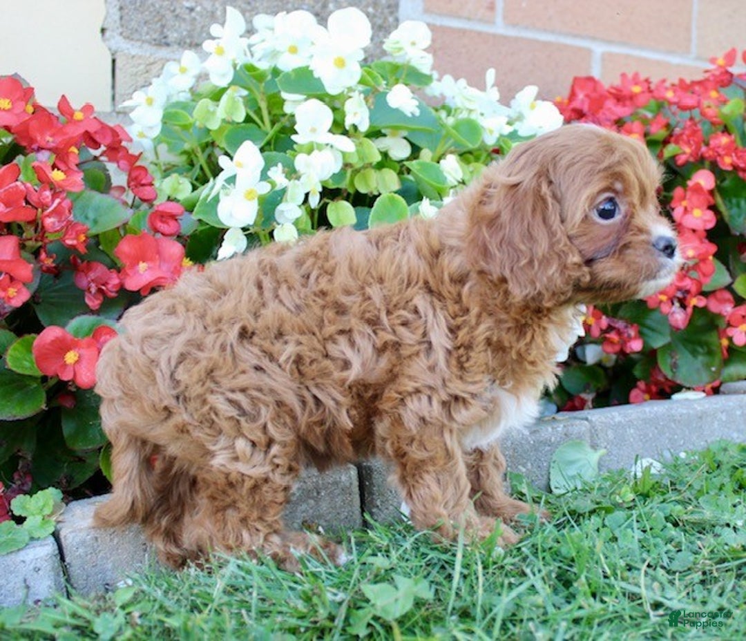Cavapoo dogs for sale: Parker - Ad 10