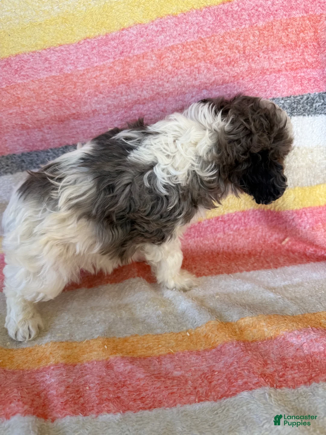 Cavapoo dogs for sale: Chester special needs - Ad 2