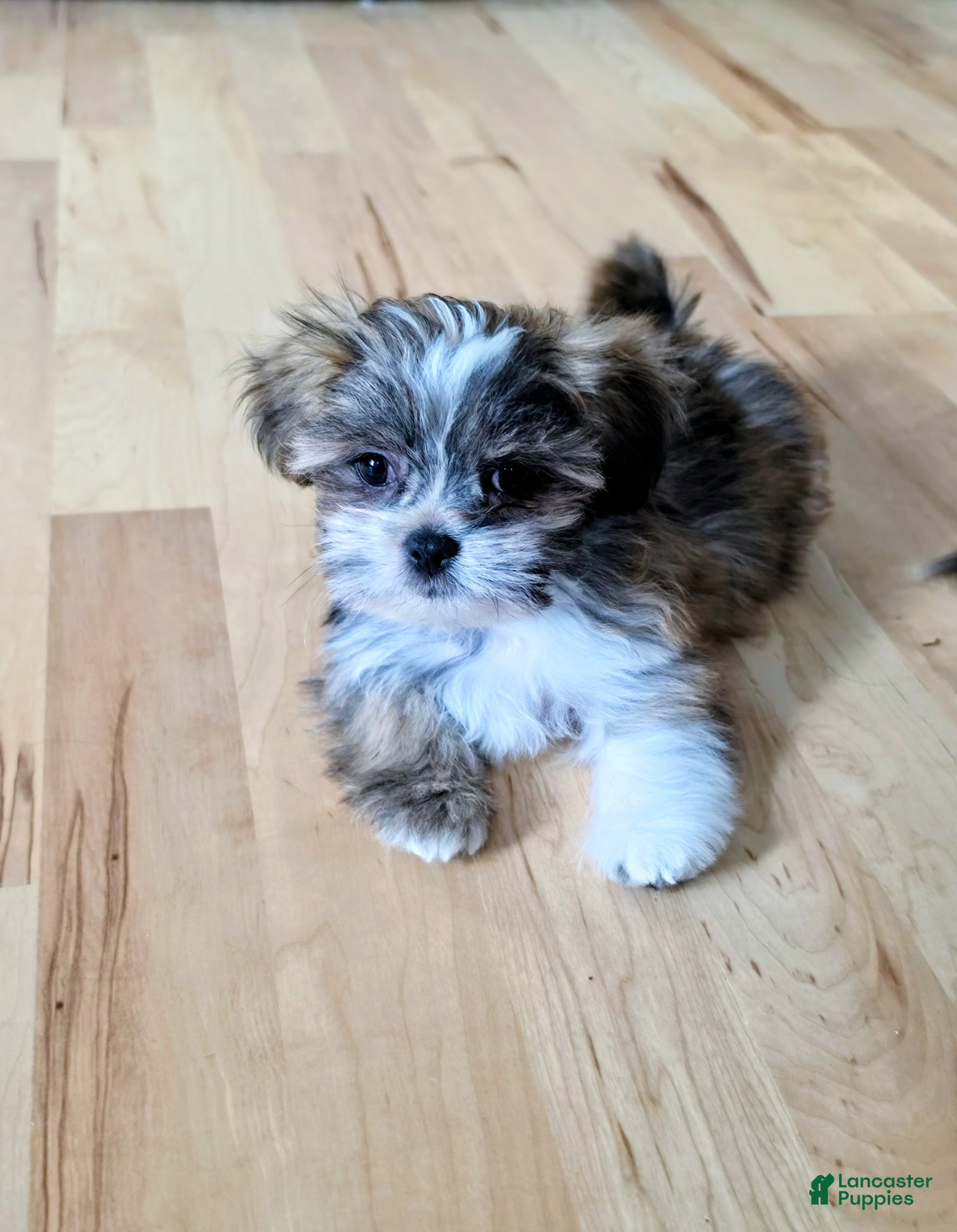 Lhasa Apso dogs SAGE - Ad 1