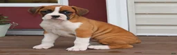Boxer dogs for sale: Paisley - Ad 3