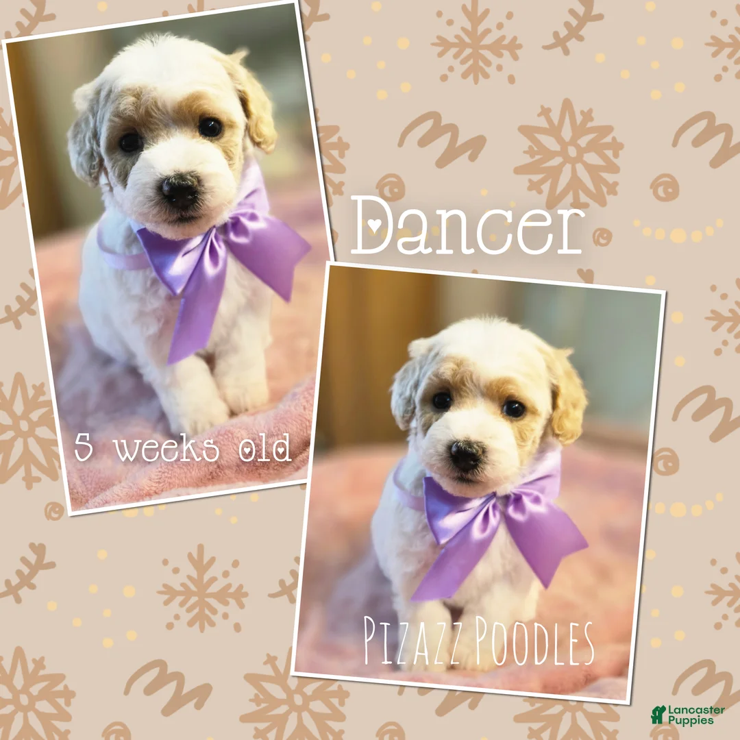 Miniature Poodle dogs for sale: Dancer - Ad 3
