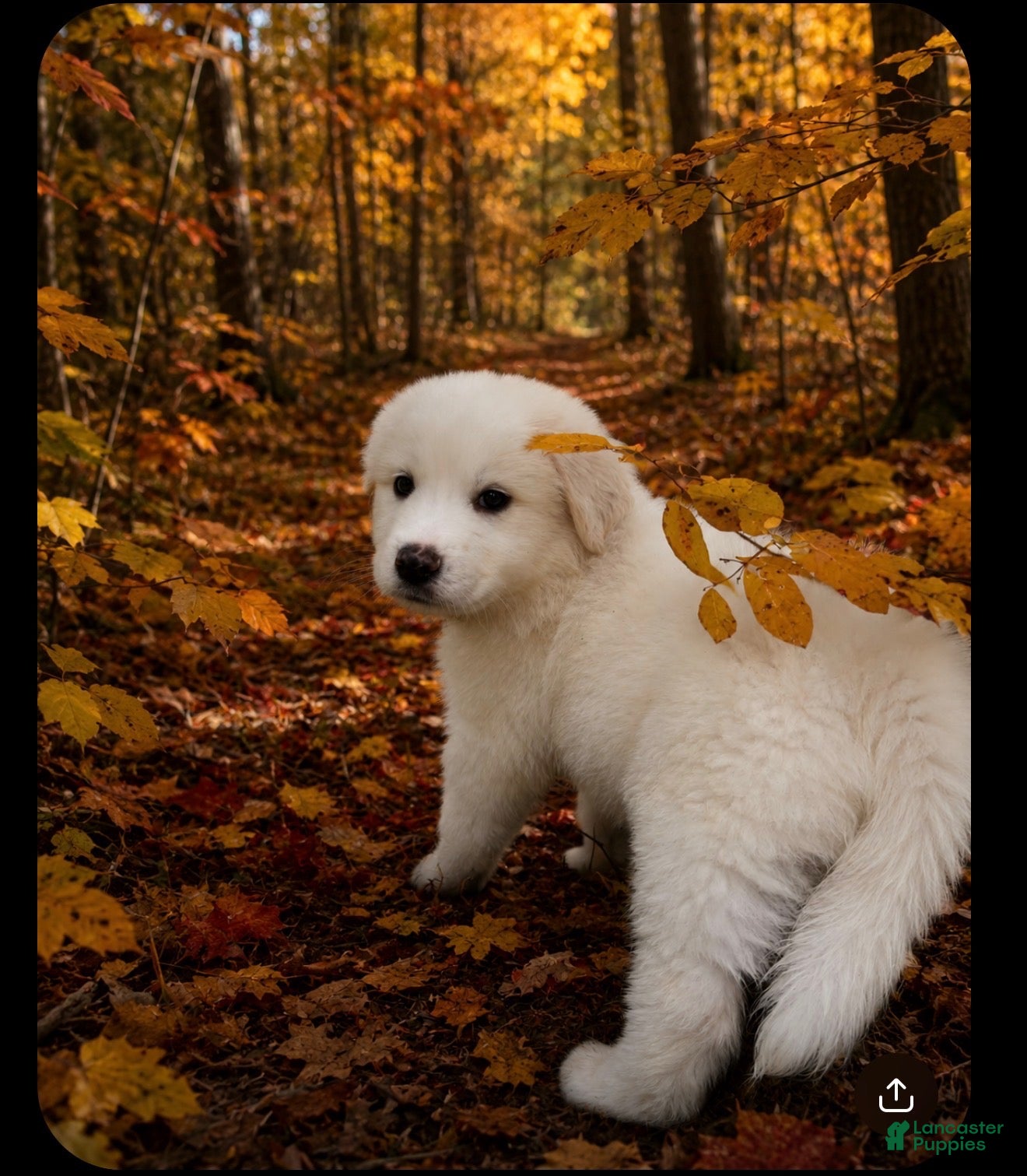 Great Pyrenees dogs Great Pyrenees pup - Ad 21