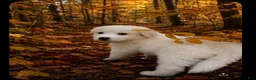 Great Pyrenees dogs for sale: Great Pyrenees pup - Ad 1