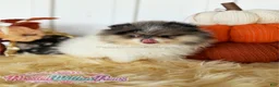 Pomeranian dogs for sale: Little Jupiter - Ad 4