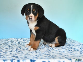 Mixed Breed dogs Bonnie - Ad 11