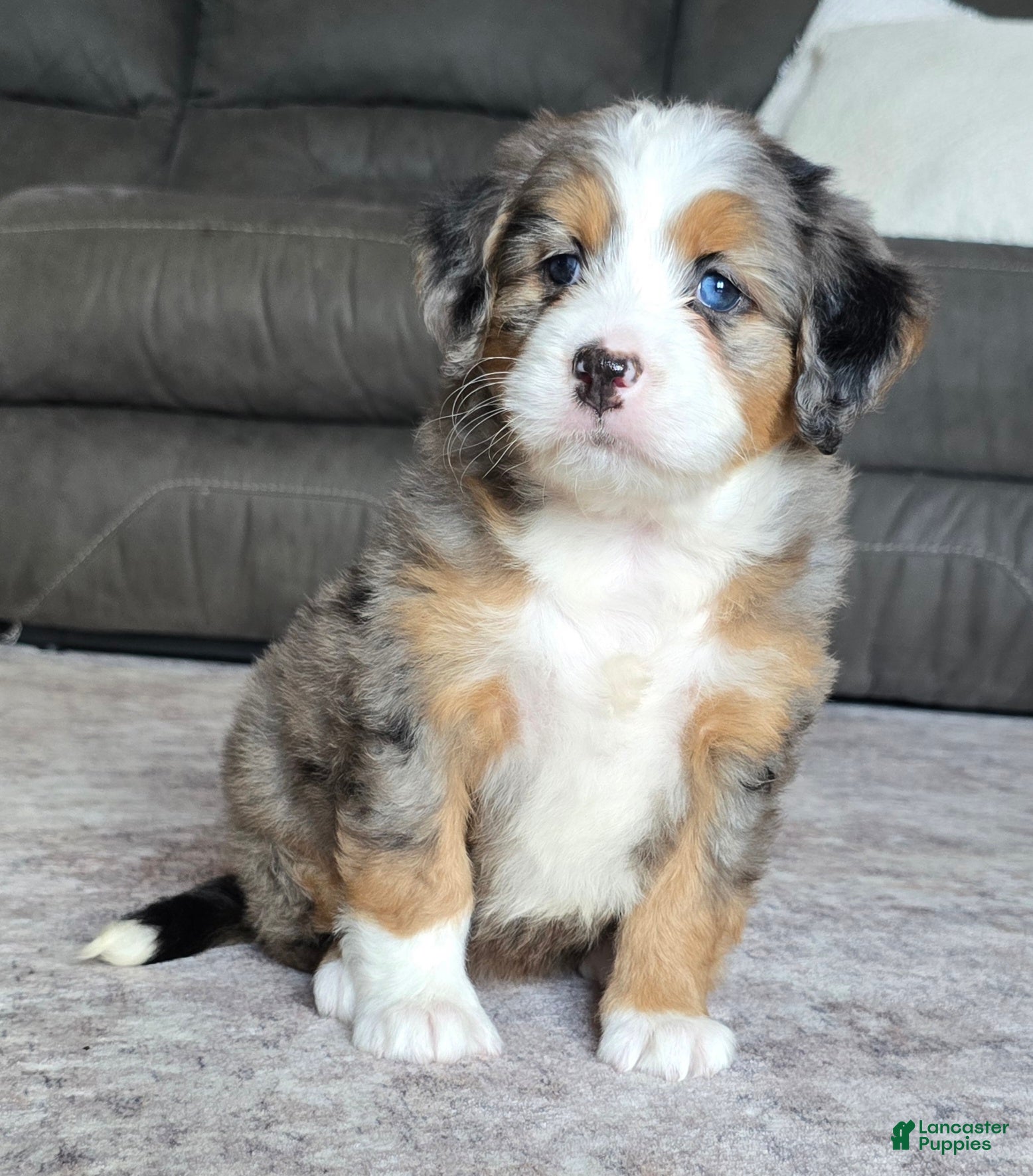 Mini Bernedoodle dogs Mini Chloe - Ad 2