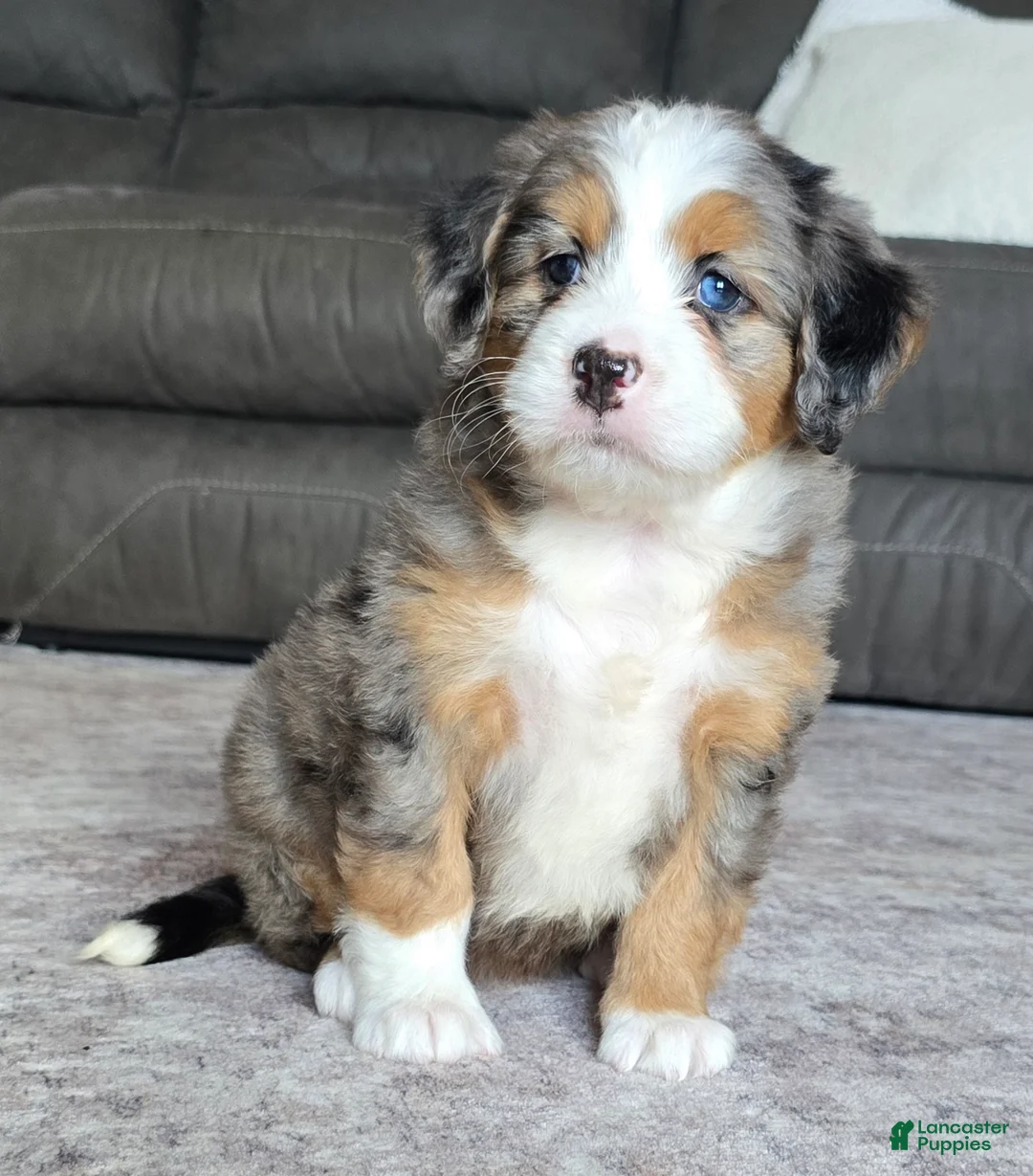 Mini Bernedoodle dogs for sale: Mini Chloe - Ad 2
