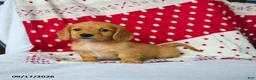 Miniature Dachshund dogs for sale: Apple - Ad 3