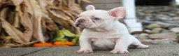 French Bulldog dogs for sale: Ronnie🐾 - Ad 15
