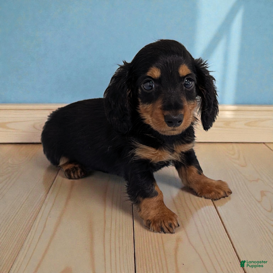 Miniature Dachshund dogs for sale: Mason - Ad 2