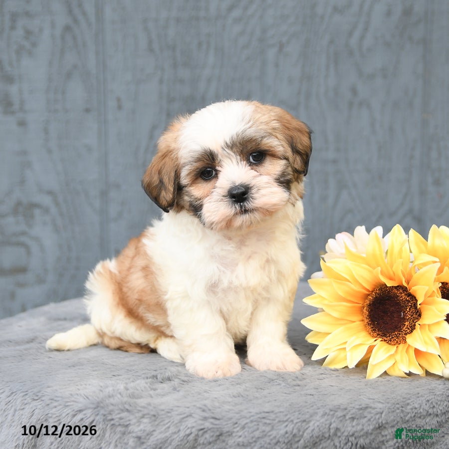 Teddy Bear dogs Coffee - Ad 1