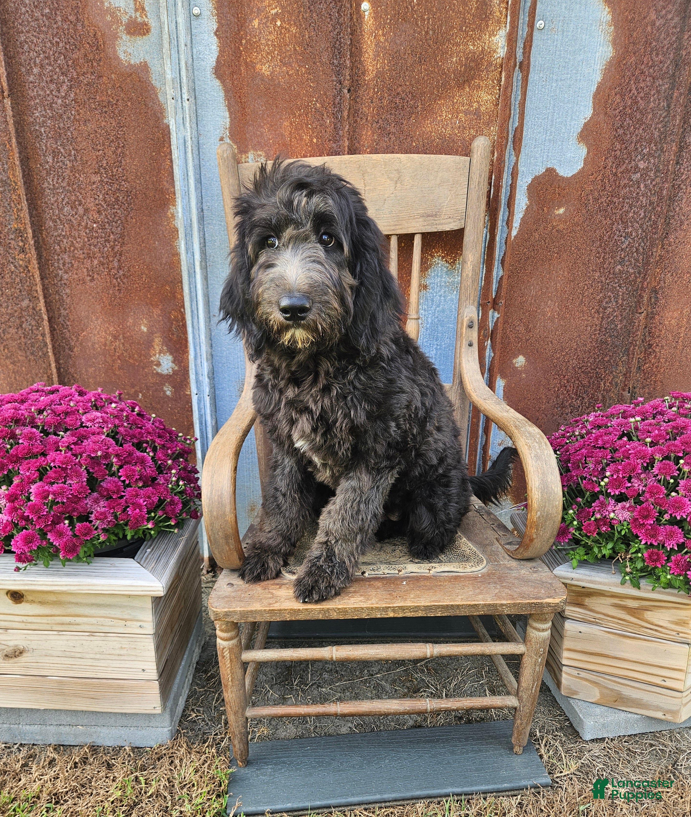 Goldendoodle dogs F1 Crowder - Ad 35