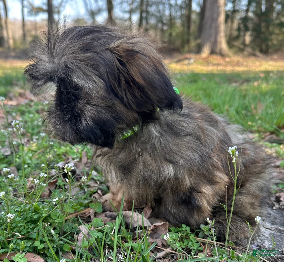Shih Tzu dogs for sale: Rodger  - Ad 12