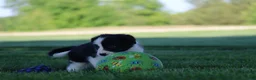 Border Collie dogs for sale: Waylon - Ad 4