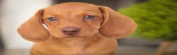 Miniature Dachshund dogs for sale: Jelly Miniature Dachshund  - Ad 7
