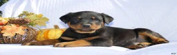 Rottweiler dogs for sale: Rosco  - Ad 3