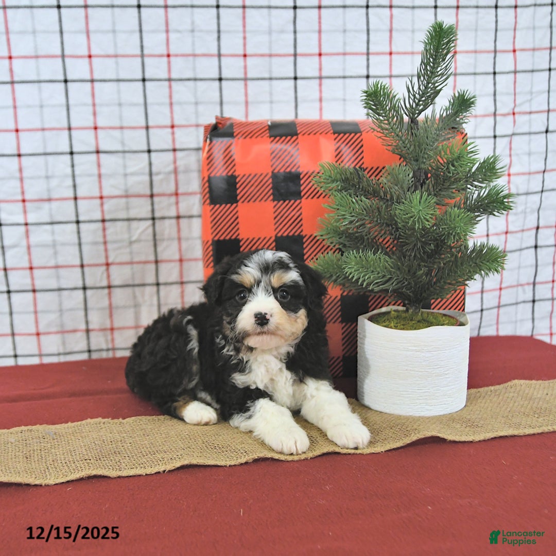 Mini Aussiedoodle dogs for sale: Noelle EXTRA SMALL - Ad 4