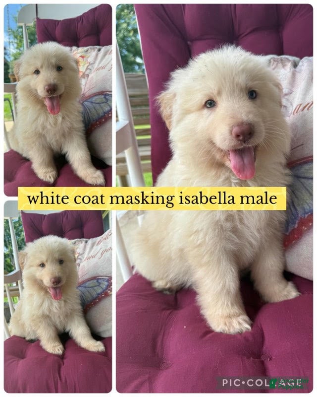 German Shepherd dogs Kane (White Coat Male) - Ad 2