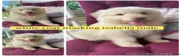 German Shepherd dogs for sale: Kane (White Coat Male) - Ad 1