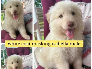 German Shepherd dogs Kane (White Coat Male) - Ad 2