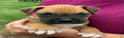 Boxer dogs for sale: Carter - Ad 4