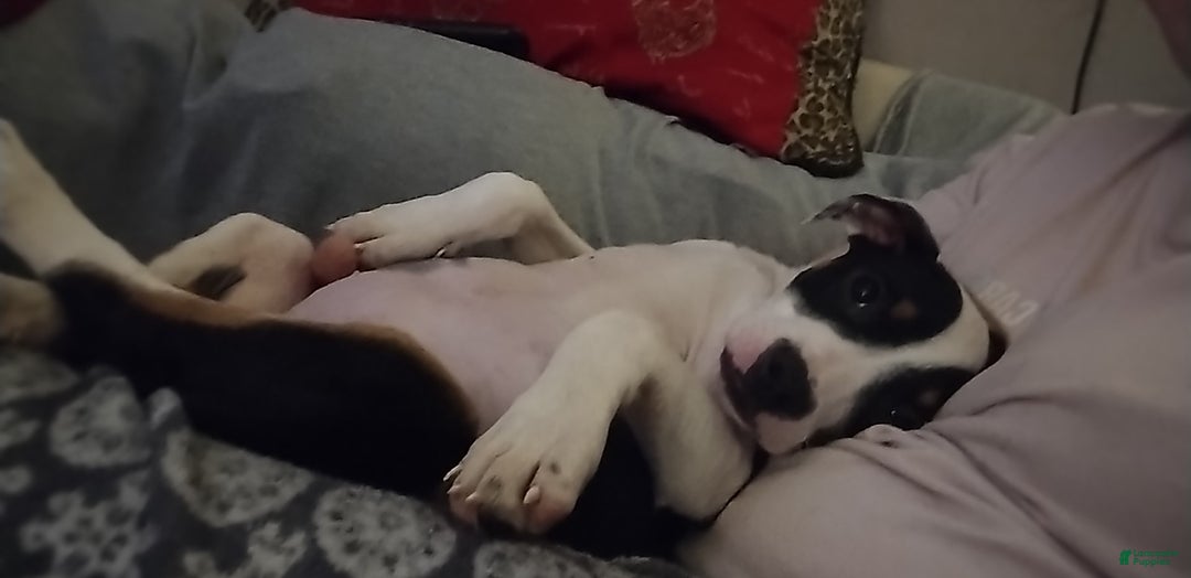 American Bully dogs for sale: Raven - Ad 5