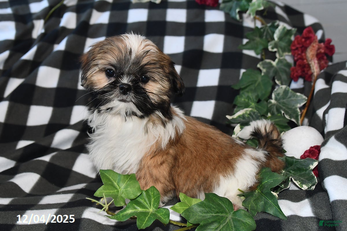 Shih Tzu dogs Tiffany - Ad 41