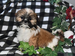 Shih Tzu dogs Tiffany - Ad 10