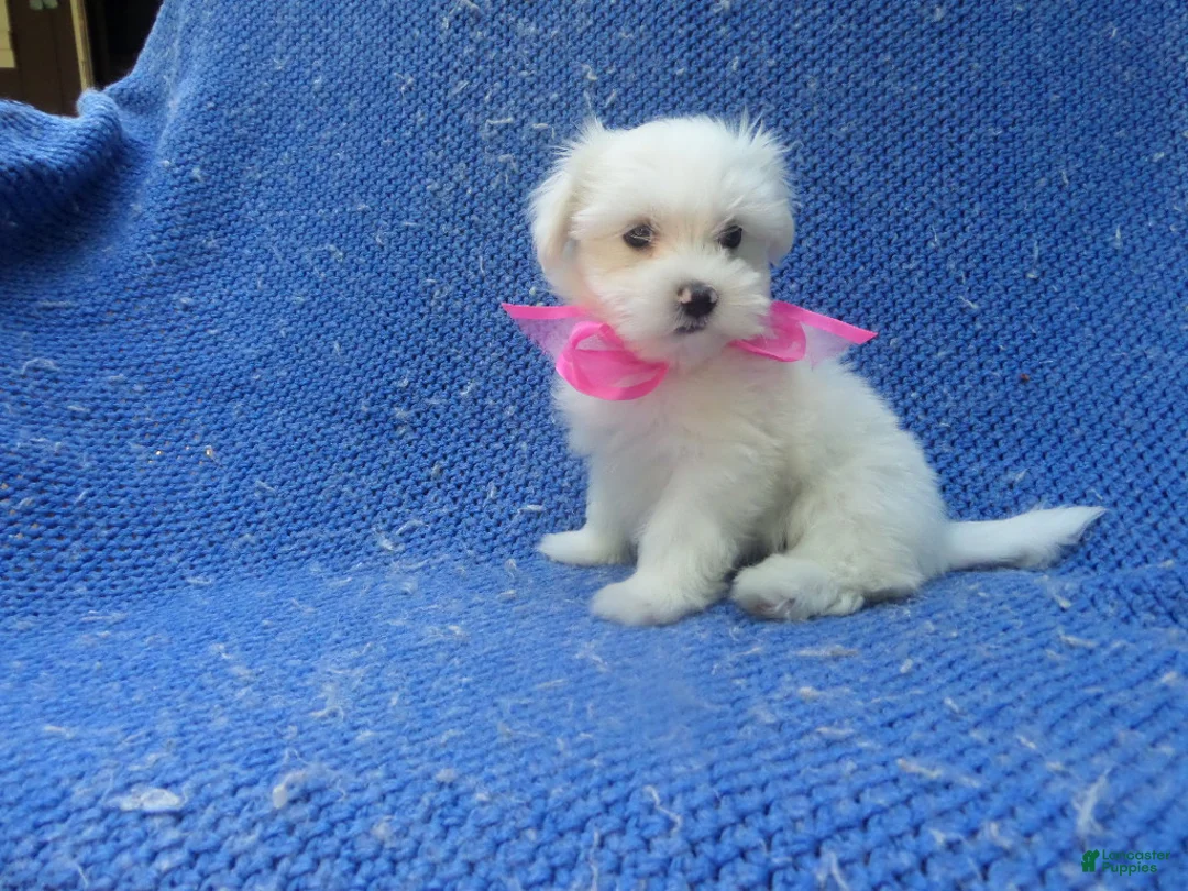 Maltese dogs for sale: Letty - Ad 1