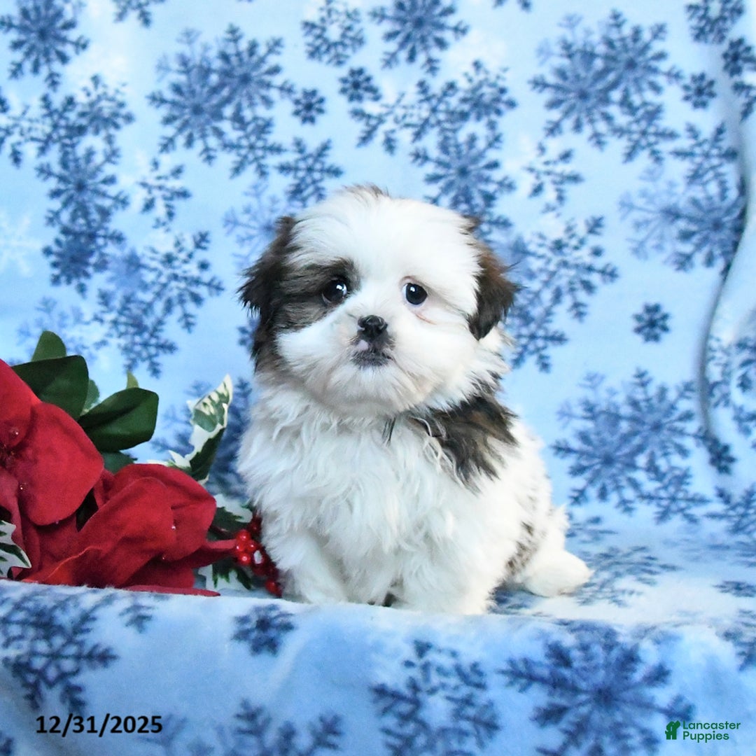 Shih Tzu dogs for sale: Fudge - Ad 2