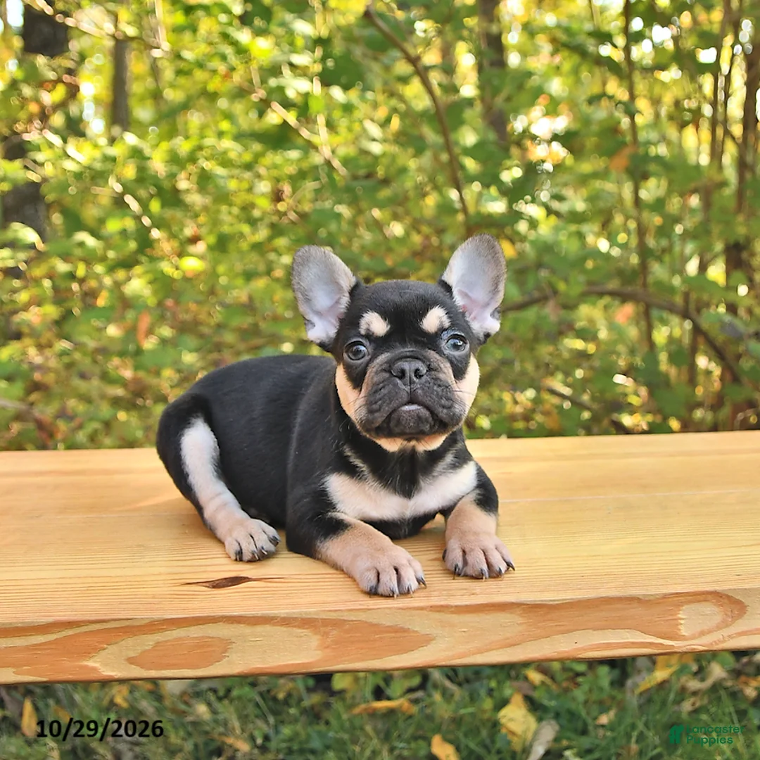 French Bulldog dogs for sale: Ace - Ad 2