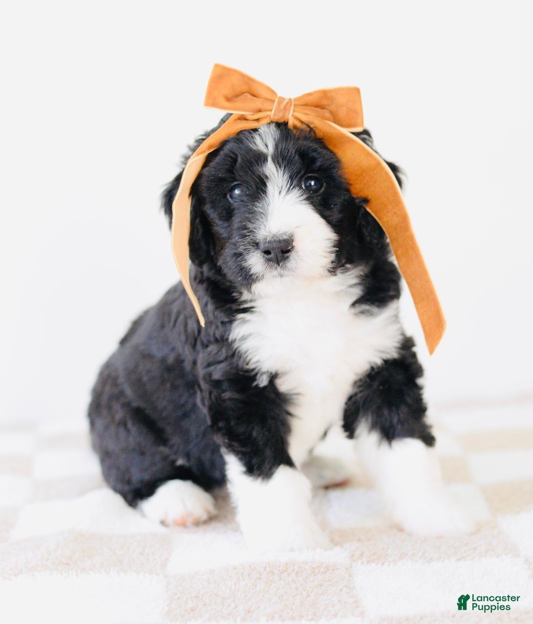 Bernedoodle dogs for sale: Cozy - Ad 1