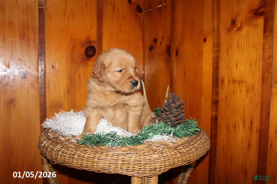 Golden Retriever dogs for sale: Rusty - Ad 2
