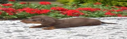 Miniature Dachshund dogs for sale: Luna - Ad 4