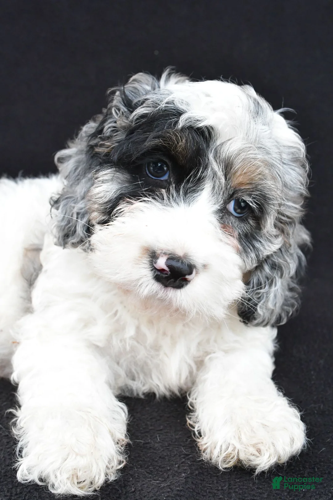 Cockapoo dogs for sale: Tyler - Ad 10