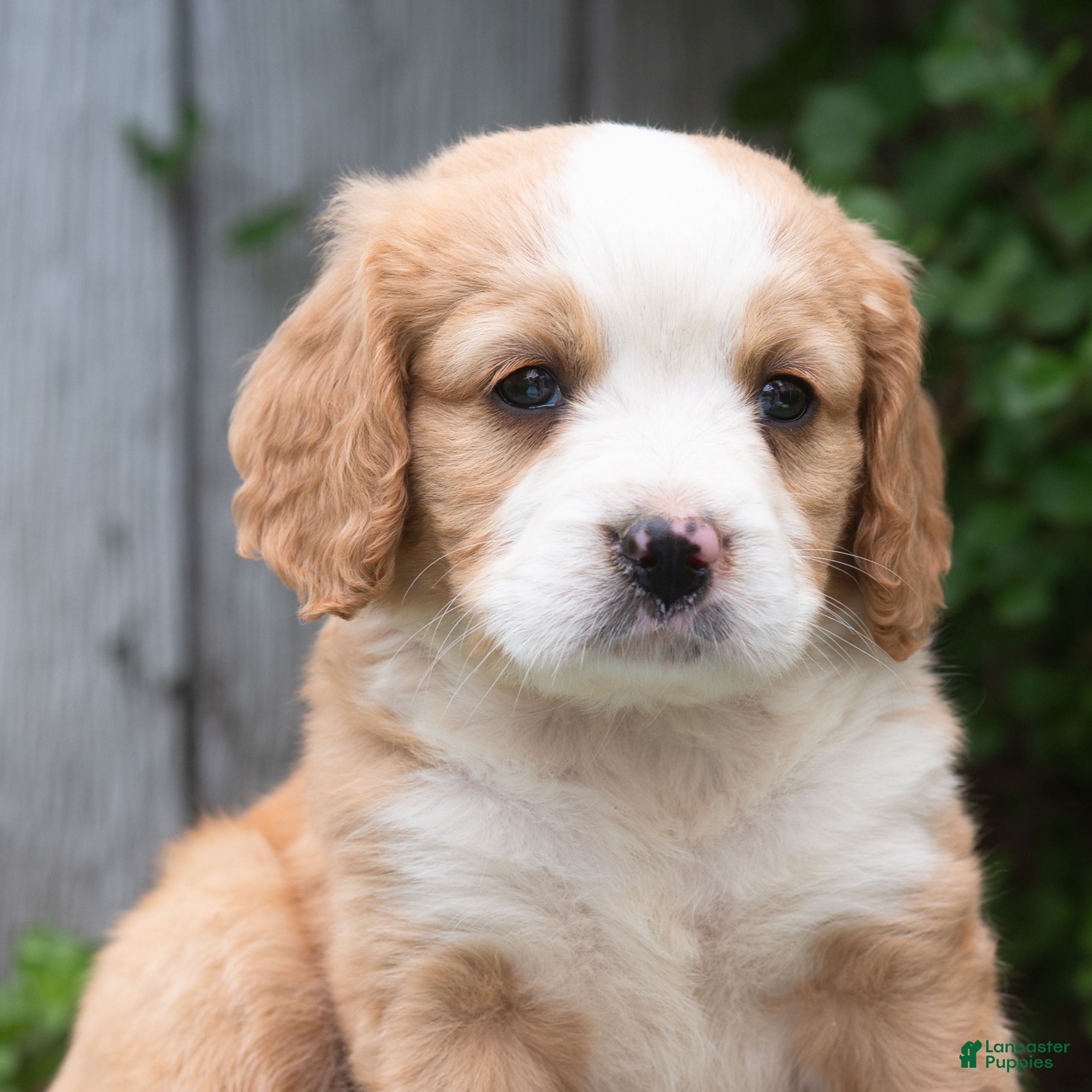 Miniature Bernese Mountain Dog dogs Kason  - Ad 1