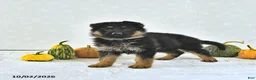 German Shepherd dogs for sale: Bailey - Ad 3