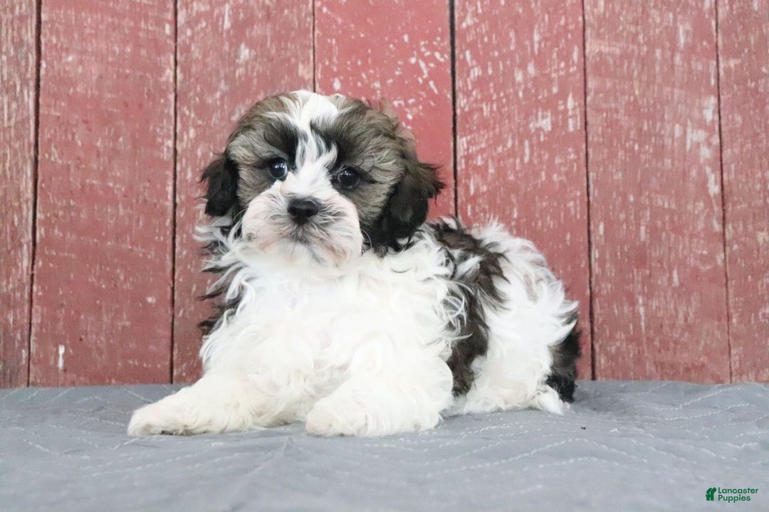 Shihpoo dogs for sale: Mitch - Ad 3
