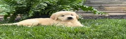 Golden Retriever dogs for sale: Teddy - Ad 5
