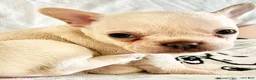 French Bulldog dogs for sale: French Bulldog 1 - Ad 12