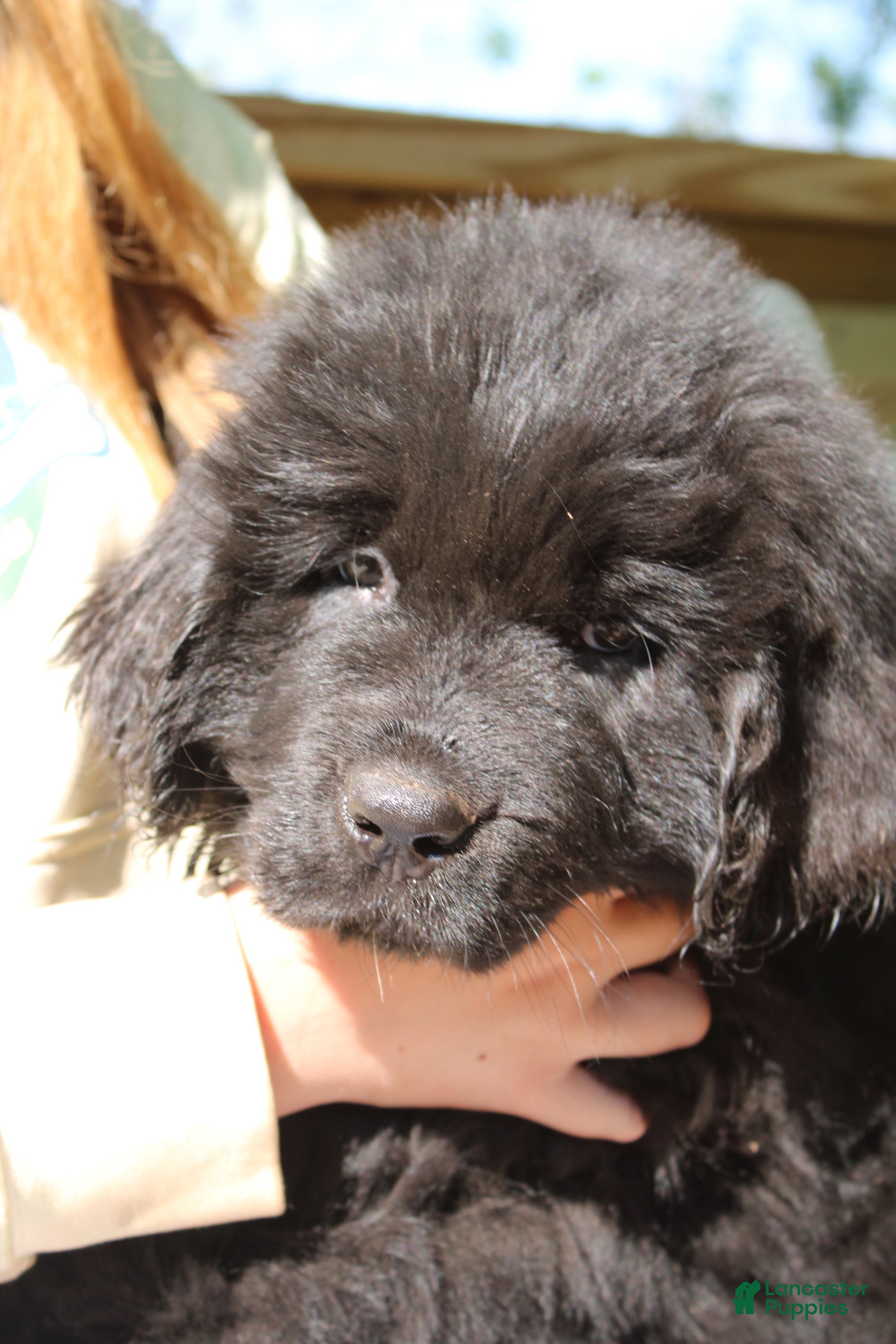 Newfoundland dogs Skeeter - Ad 1