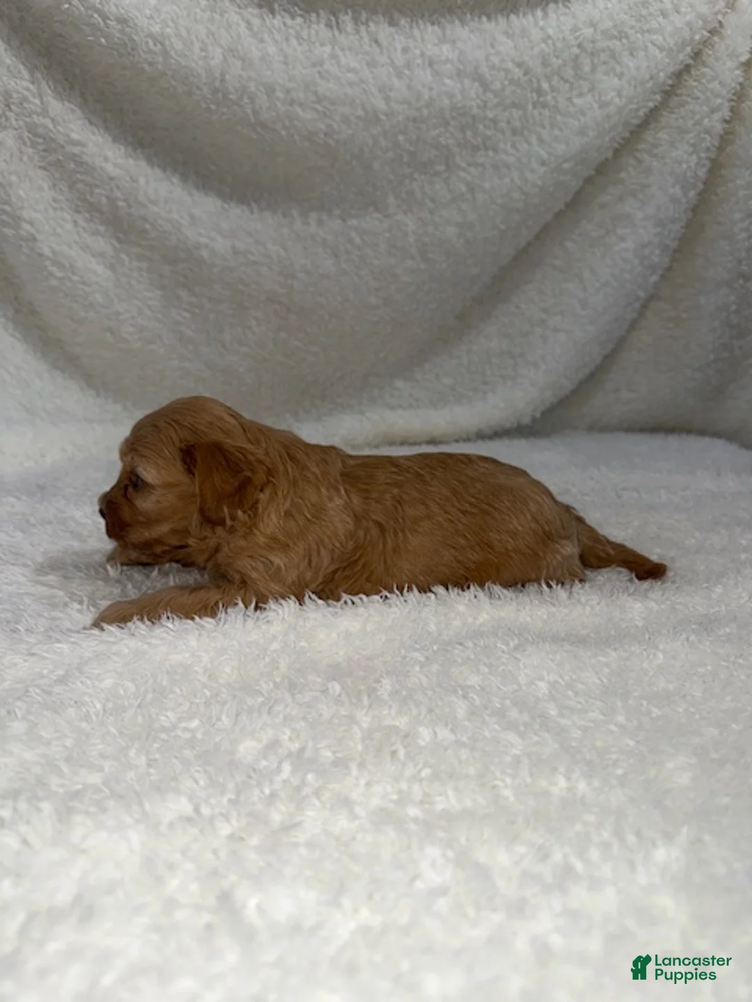 Cavapoo dogs for sale: Cavapoo Puppy 2 - Ad 2