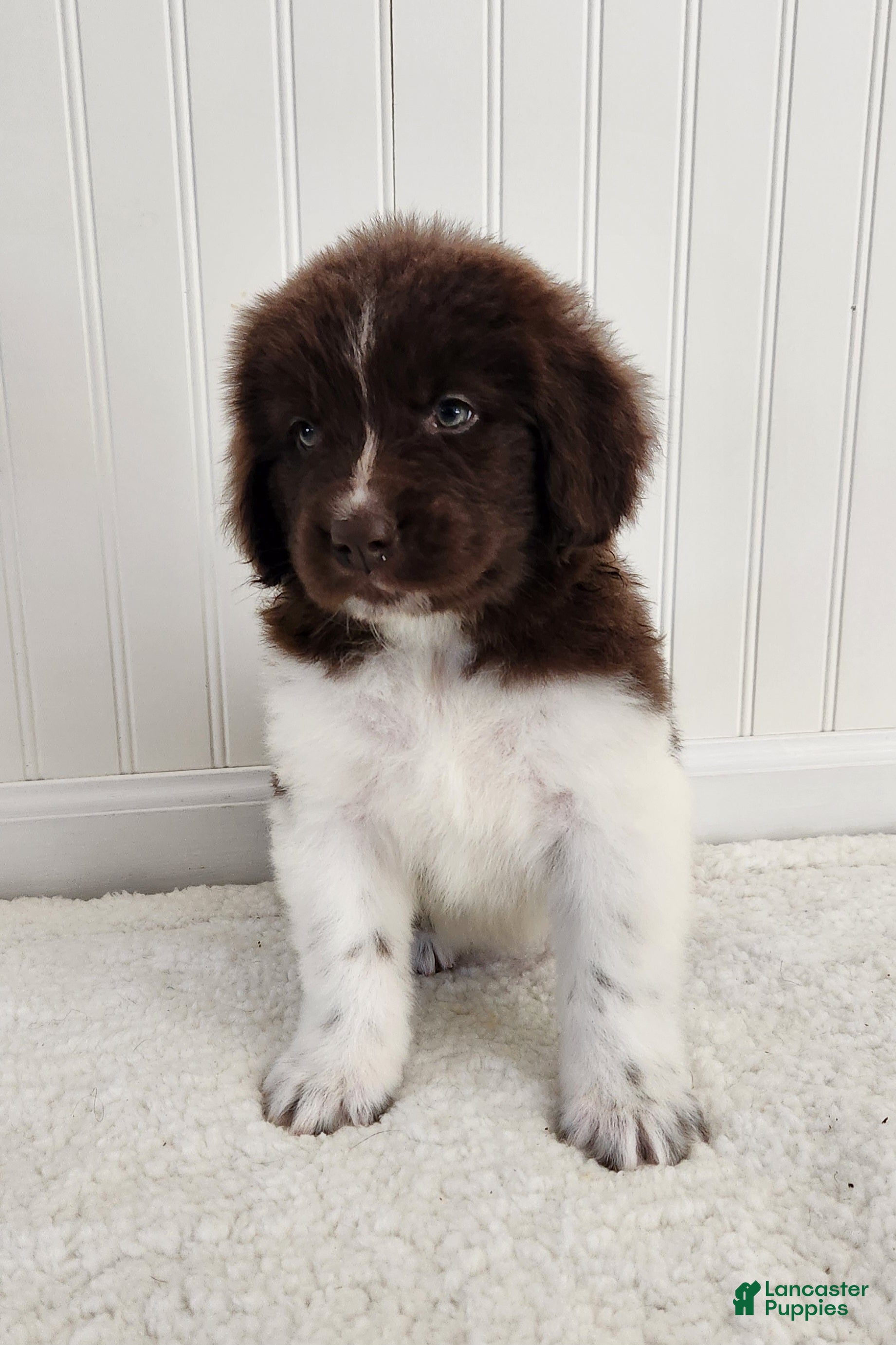 Newfoundland dogs for sale: AKC Eden - Ad 2