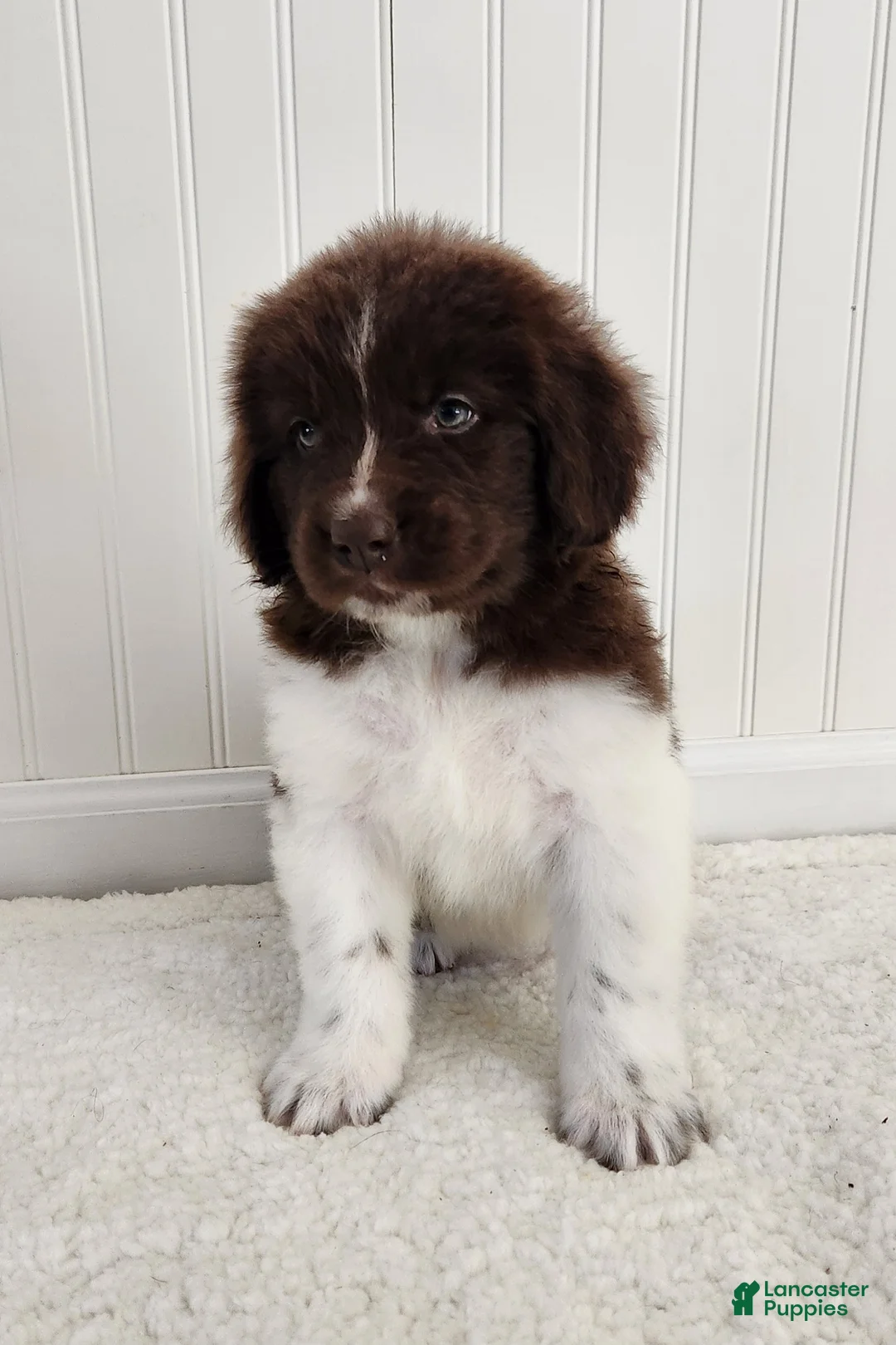Newfoundland dogs for sale: AKC Eden - Ad 2