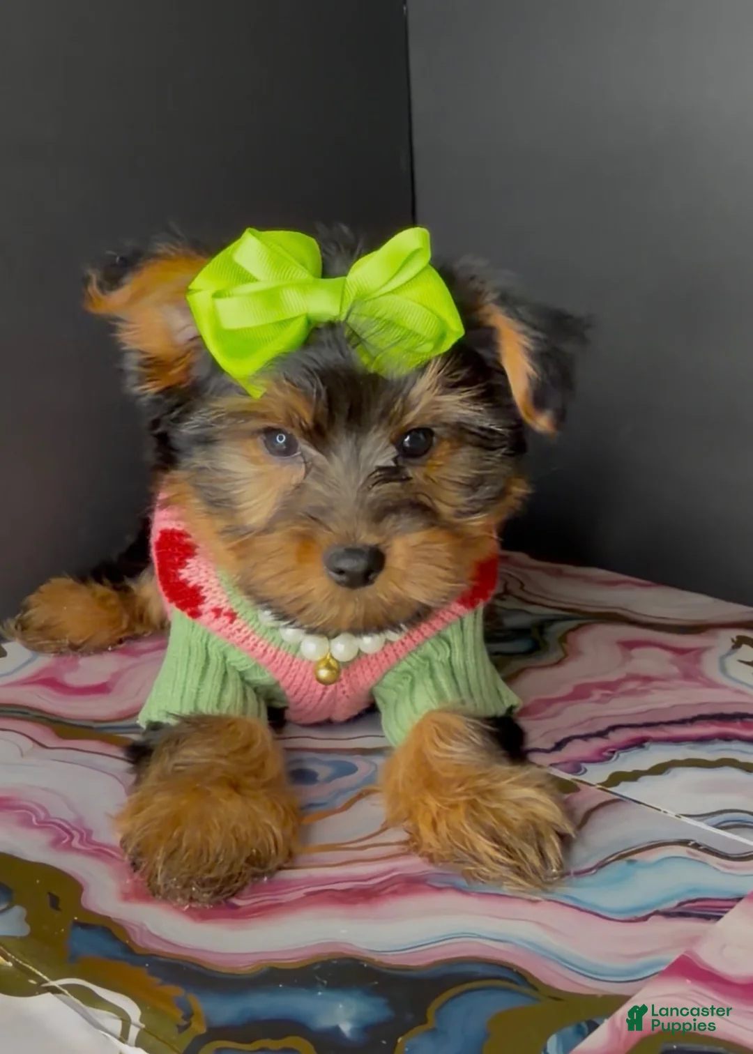 Yorkshire Terrier dogs for sale: Paris  - Ad 12