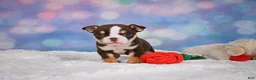 English Bulldog dogs for sale: Claire - Ad 10
