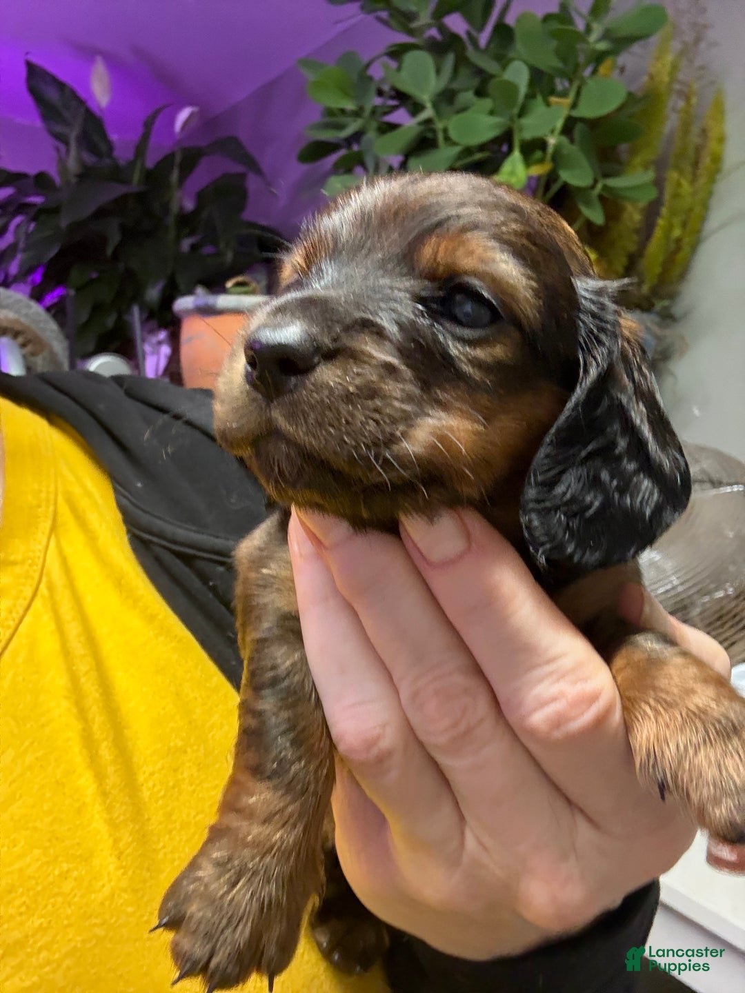 Miniature Dachshund dogs for sale: Miniature Dachshund Puppy 3 - Ad 1