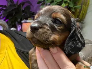 Miniature Dachshund dogs Miniature Dachshund Puppy 3 - Ad 5