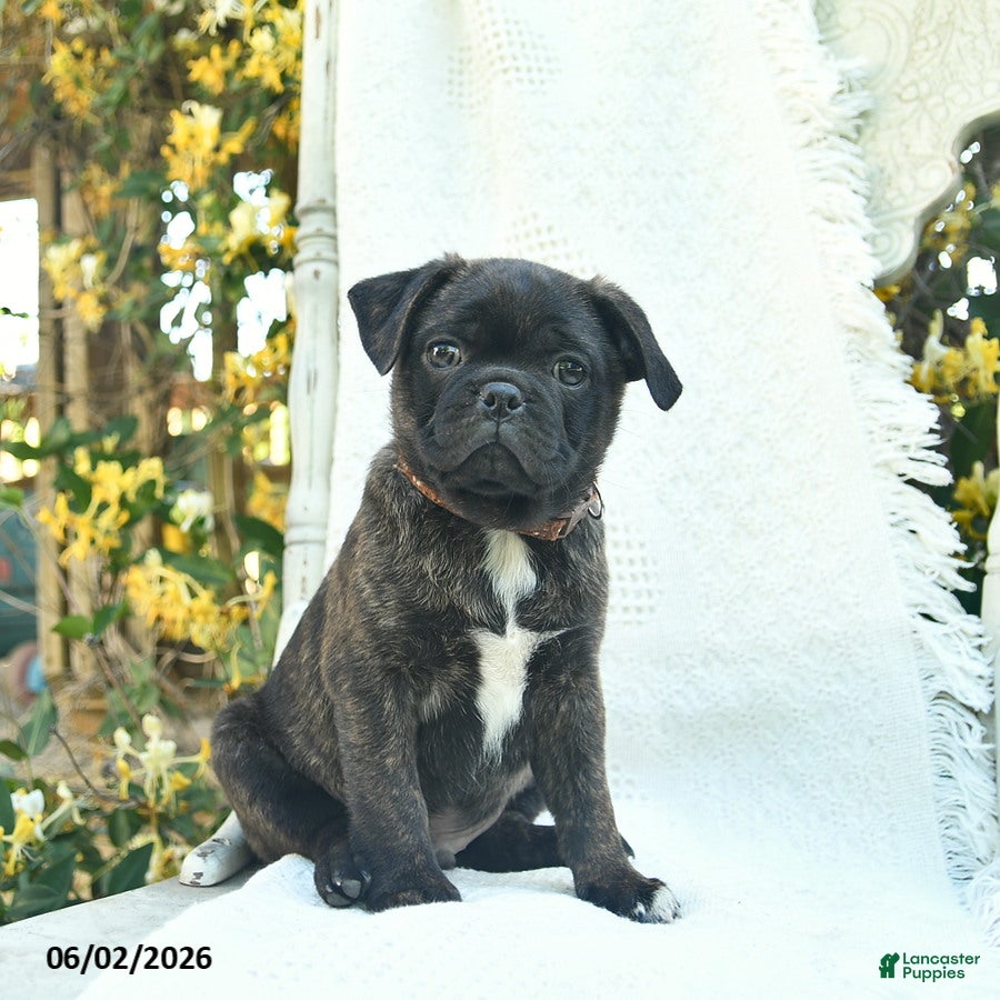 Mixed Breed dogs for sale: Sherlock  - Ad 4